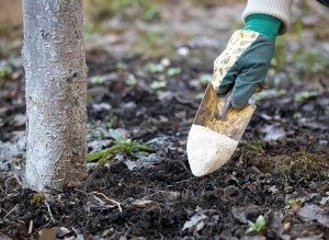 Удобрения вносят начиная со второго года жизни дерева