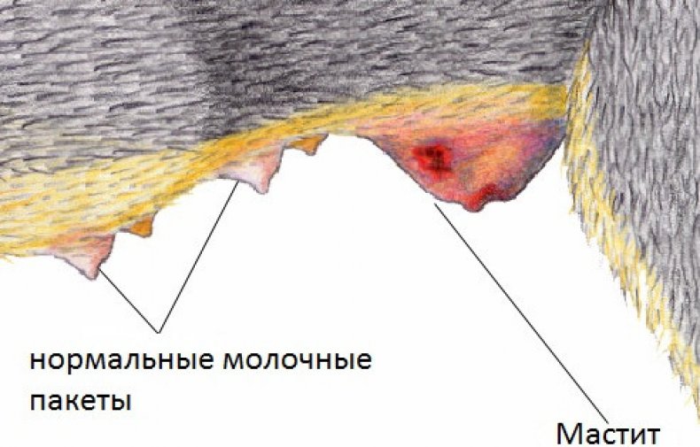 Мастит