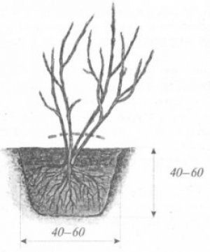 Глубина ямы для посадки смородины