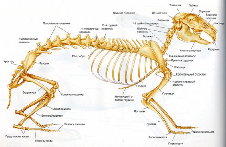 Скелет кролика