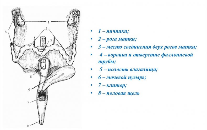 Половые органы взрослой крольчихи