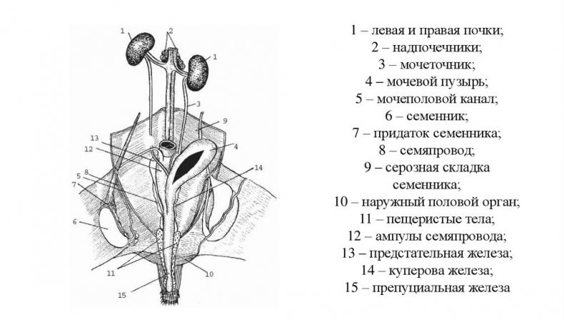 Половые органы кролика