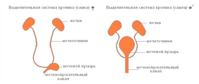 Выделительная система кроликов