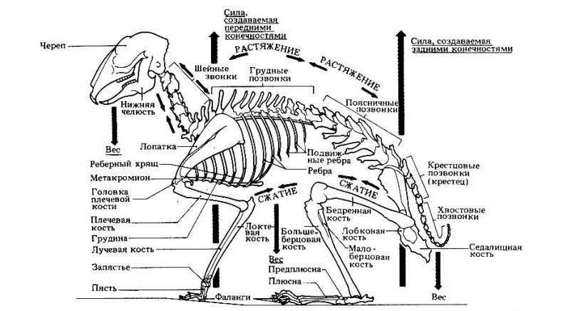 Скелет кролика