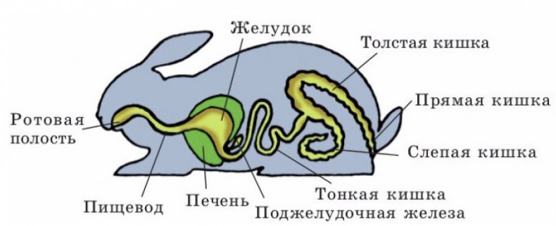 Пищеварительная система