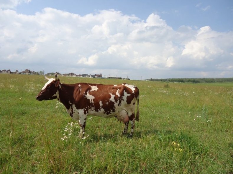 Айрширская корова