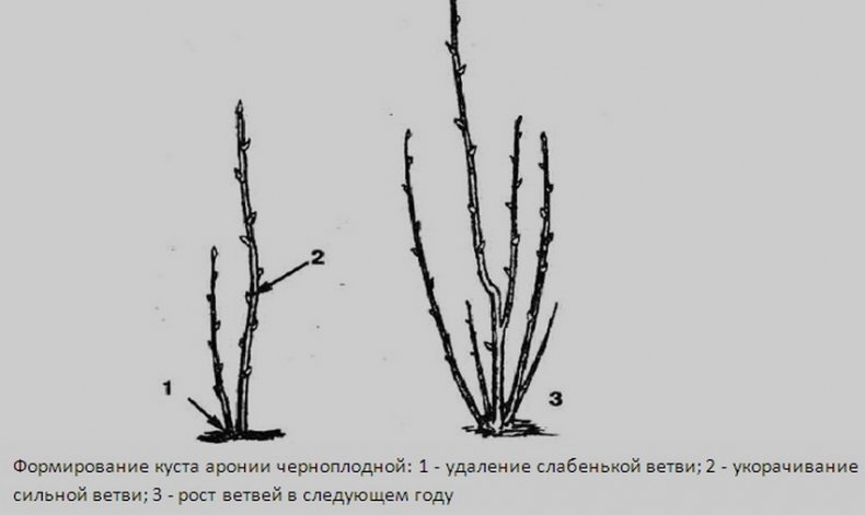 Обрезка аронии