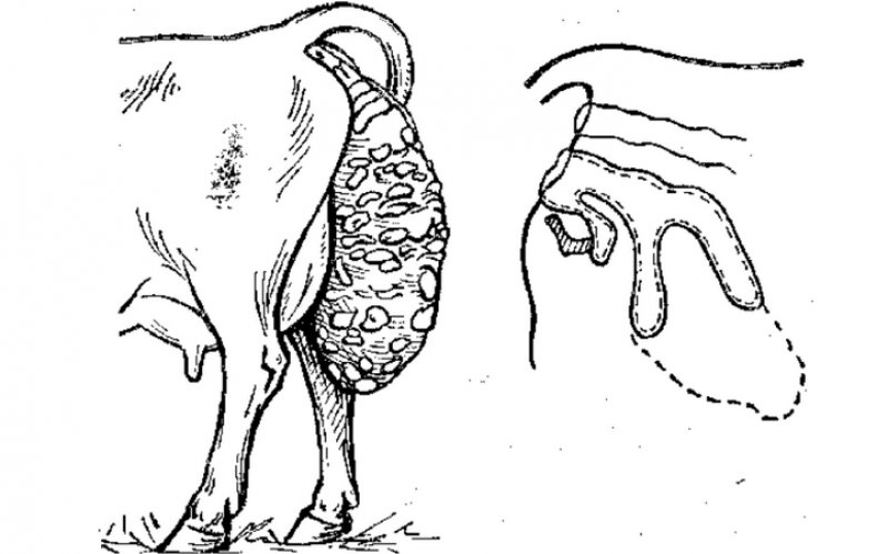 Выпадение влагалища коровы