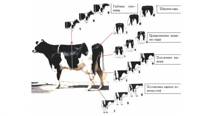 Оценка молочного КРС