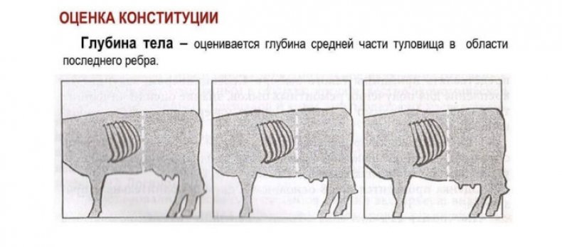 Оценка конституции