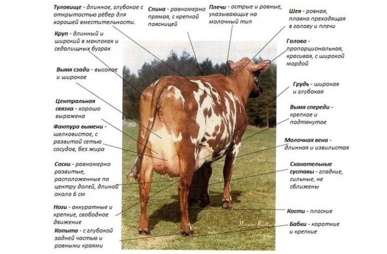 Оценка экстерьерных показателей